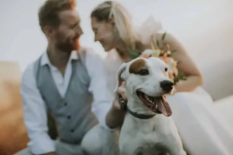 dog in wedding photography