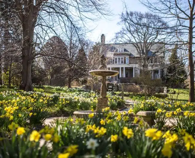 blooming yellow and white daffodils, a fountain, and the Blithewold manor in the background in Bristol, Rhode Island