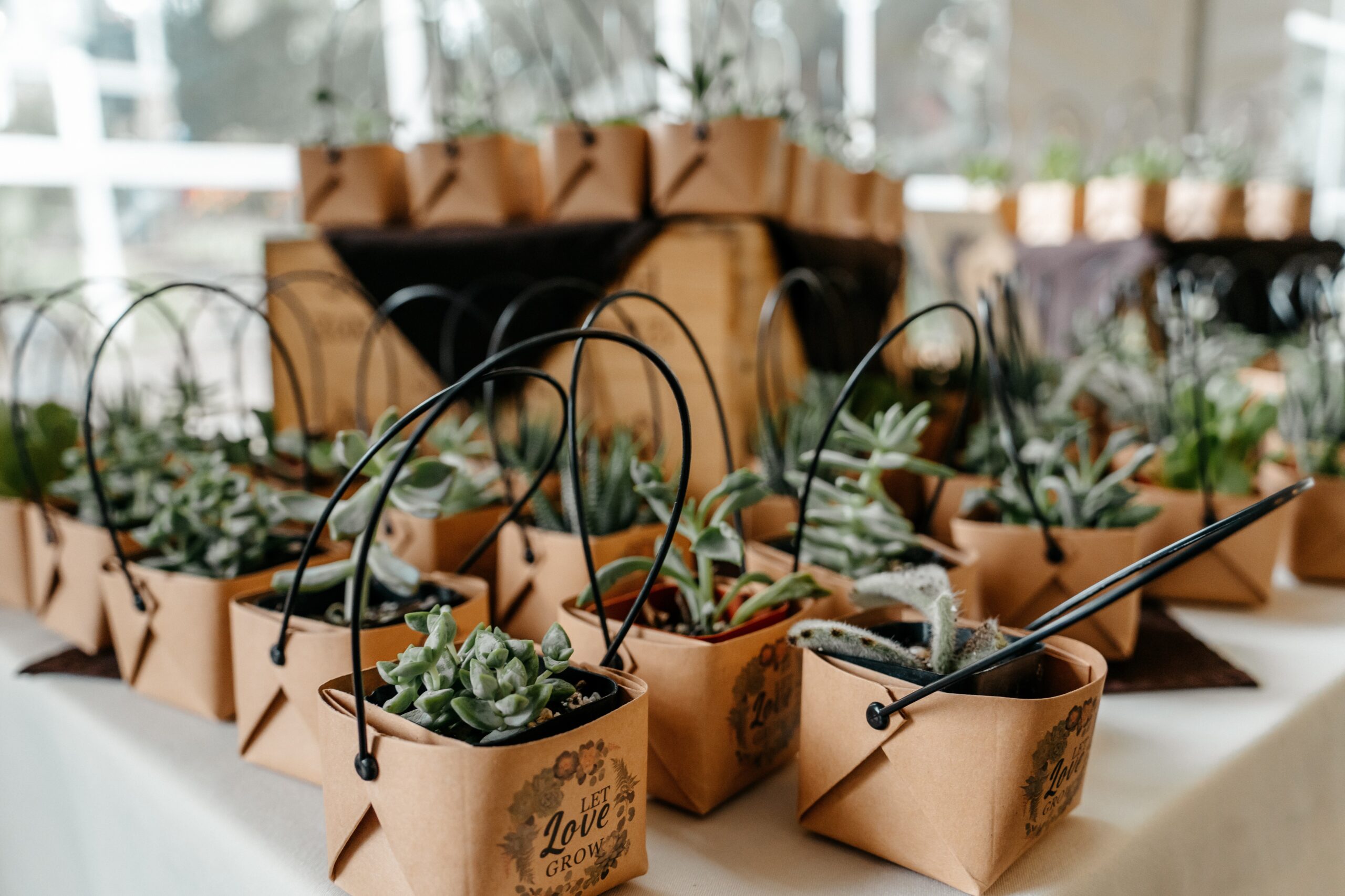 Succulent wedding favors displayed in boxes as part of Boston wedding planning reception details